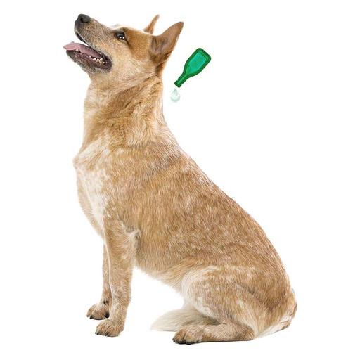 Pipettes insectifuges VETOpure Beaphar : Chiot
