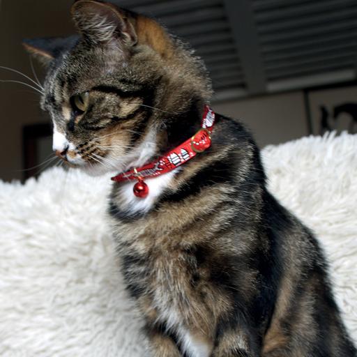 Collier Chat Sardine Rouge