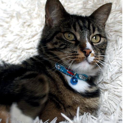 Collier Chat Sardine Bleu
