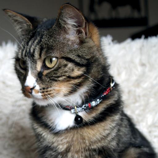 Collier Chat Sardine Couleur Noir