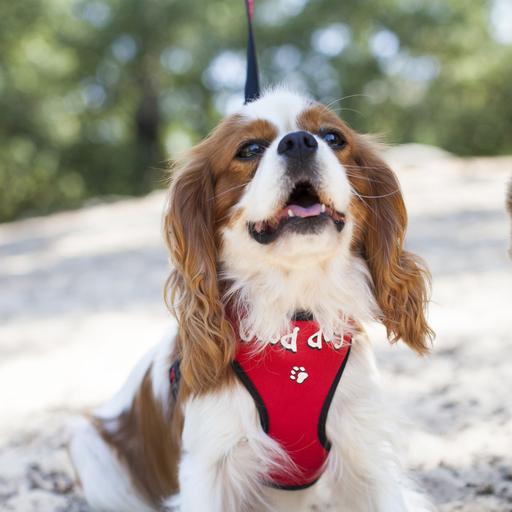 Harnais T-shirt chien Relax rouge "Good Dog" Taille : XS
