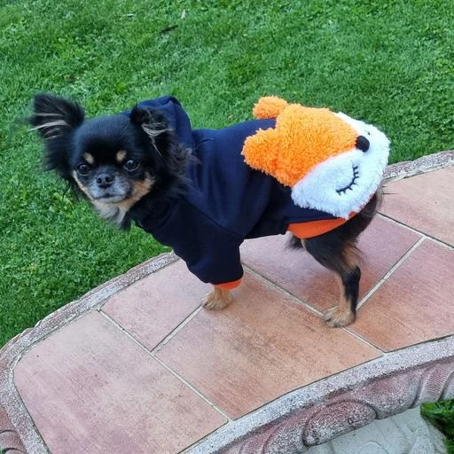 Sweat Renard pour chien : T30