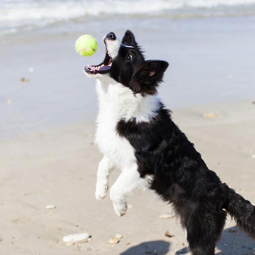 Balle de tennis Idealdog pour chien